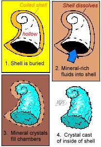snail fossil, steinkerns